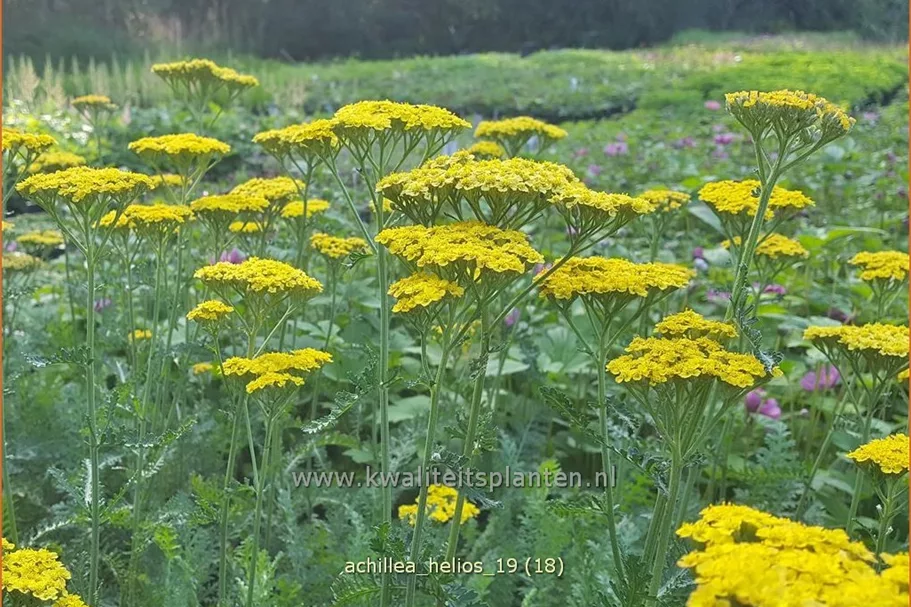 Achillea filipendulina 'Helios'