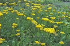 Achillea filipendulina 'Helios'