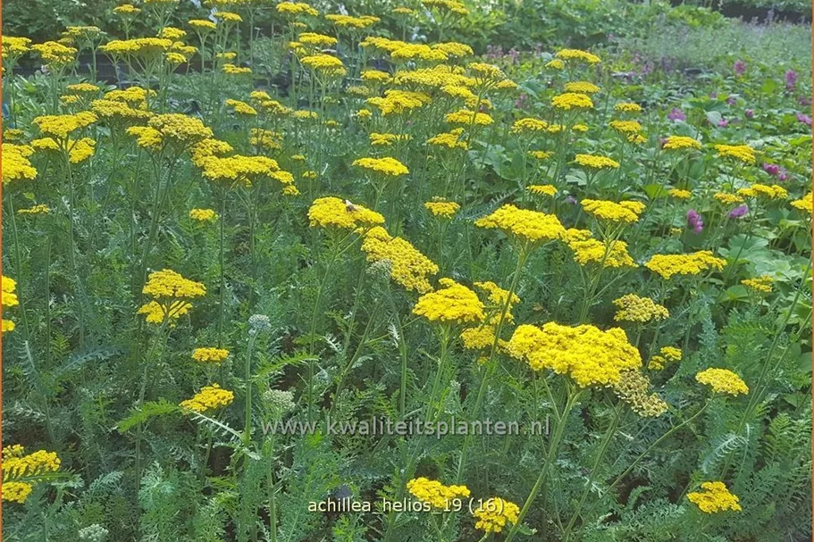 Achillea filipendulina 'Helios'