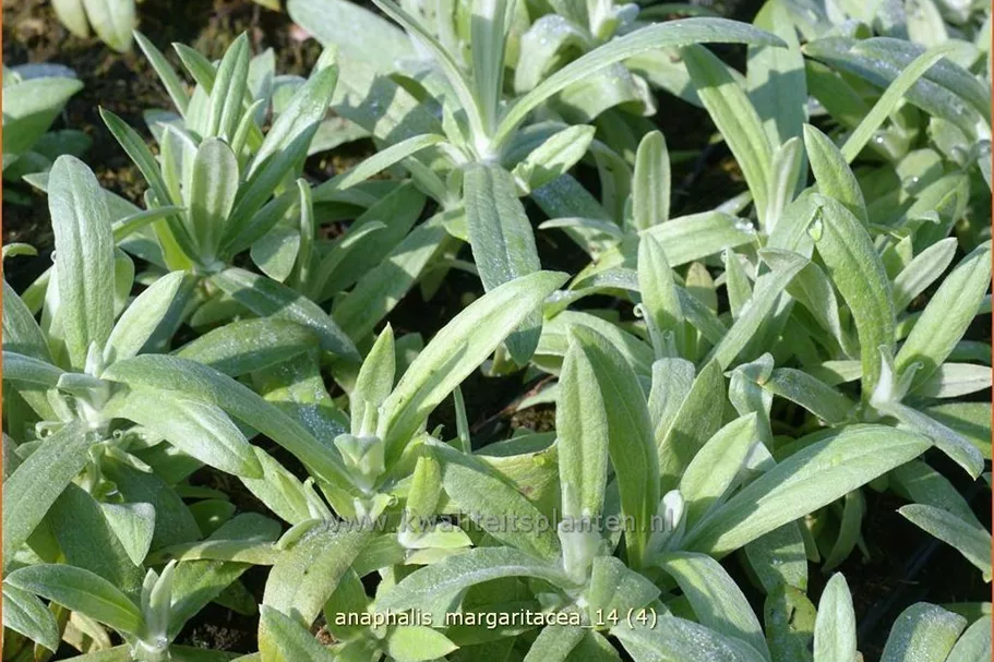 Anaphalis margaritacea