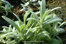 Anaphalis margaritacea