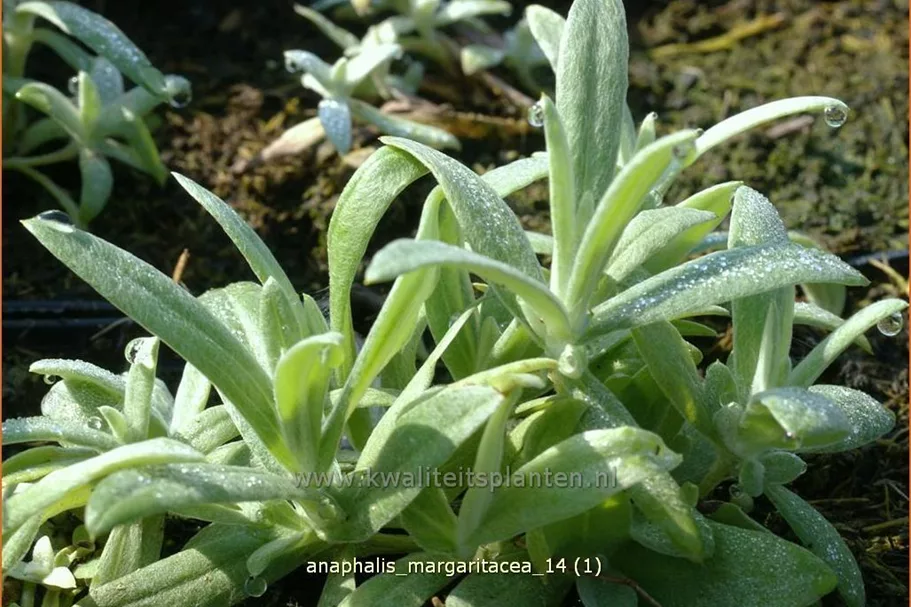 Anaphalis margaritacea