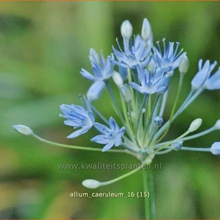 Allium caeruleum