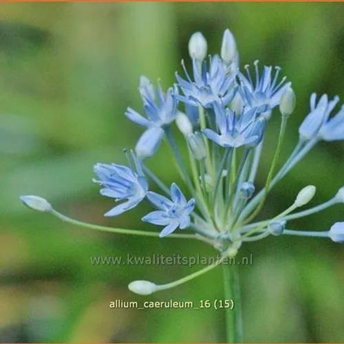 Allium caeruleum