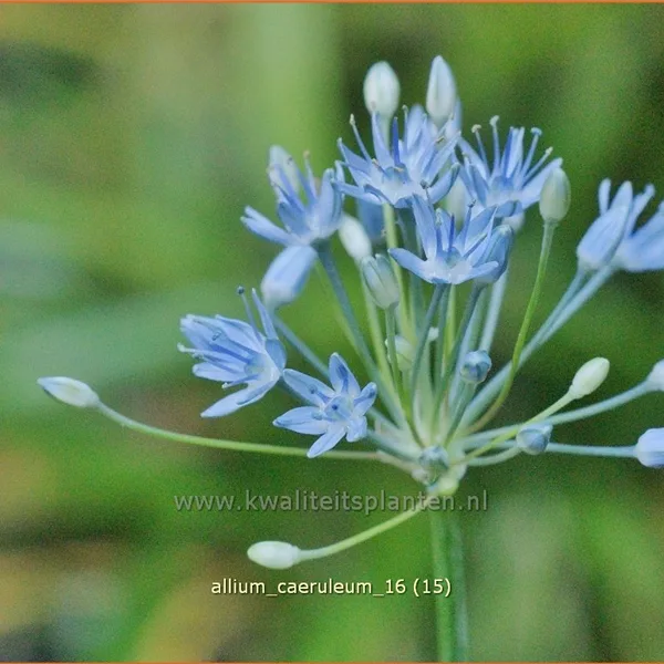 Allium caeruleum