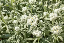 Anaphalis margaritacea