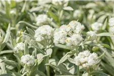 Anaphalis margaritacea