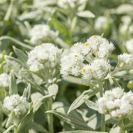 Anaphalis margaritacea