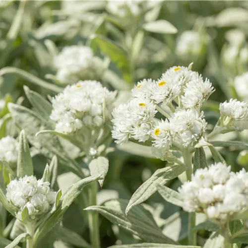Anaphalis margaritacea