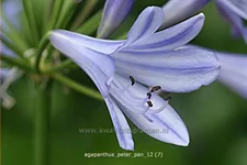 Agapanthus africanus 'Peter Pan'
