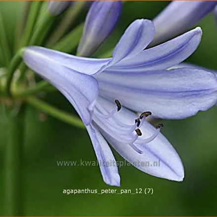 Agapanthus africanus 'Peter Pan'