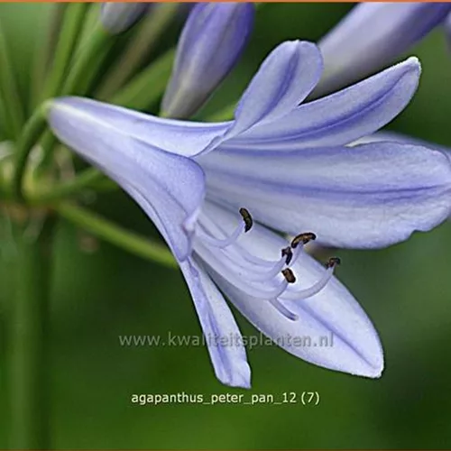 Agapanthus africanus 'Peter Pan'