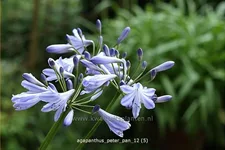 Agapanthus africanus 'Peter Pan'