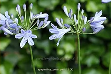 Agapanthus africanus 'Peter Pan'