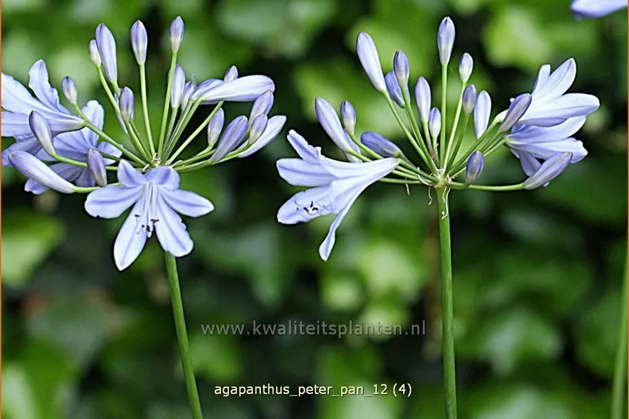 Agapanthus africanus 'Peter Pan'