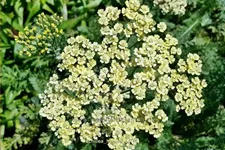 Achillea filipendulina 'Hymne'