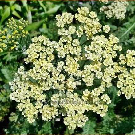Achillea filipendulina 'Hymne'