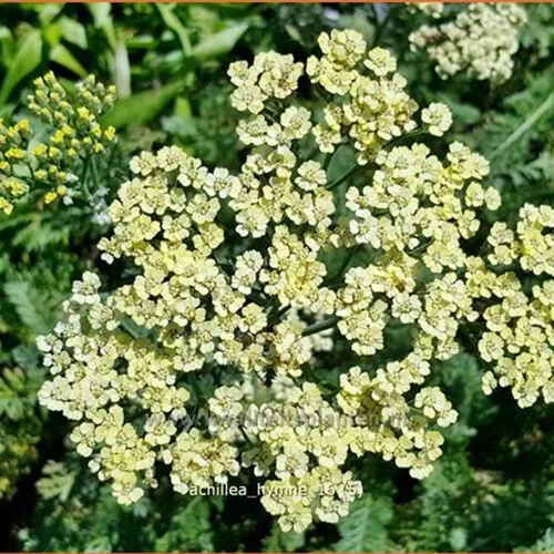 Achillea filipendulina 'Hymne'