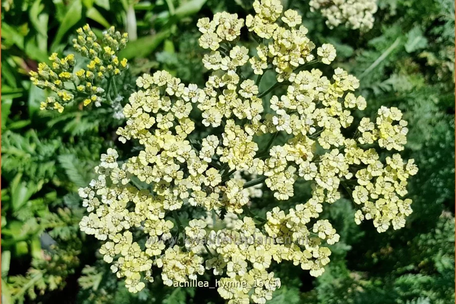 Achillea filipendulina 'Hymne'