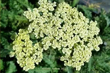 Achillea filipendulina 'Hymne'