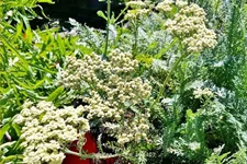 Achillea filipendulina 'Hymne'