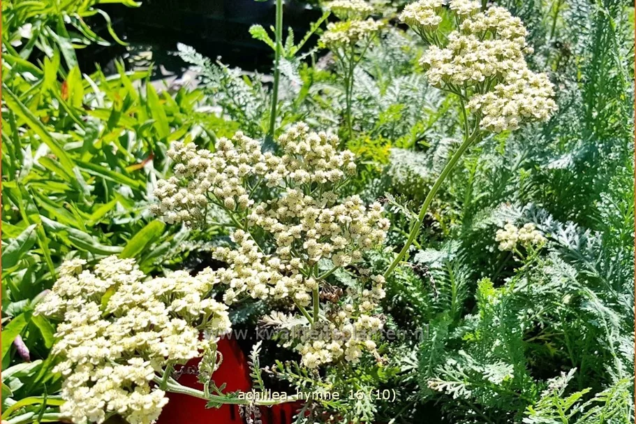 Achillea filipendulina 'Hymne'