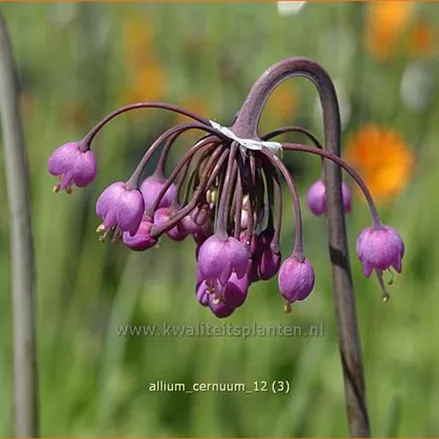 Allium cernuum