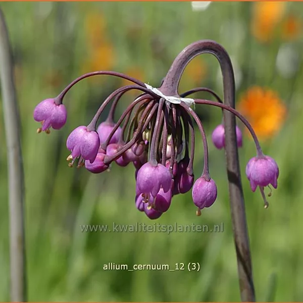 Allium cernuum