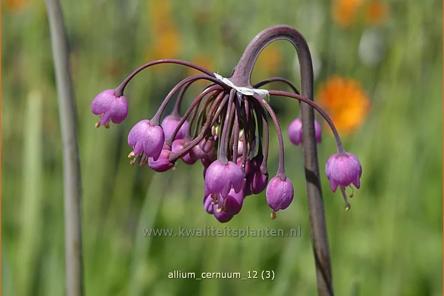 Allium cernuum