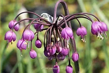 Allium cernuum
