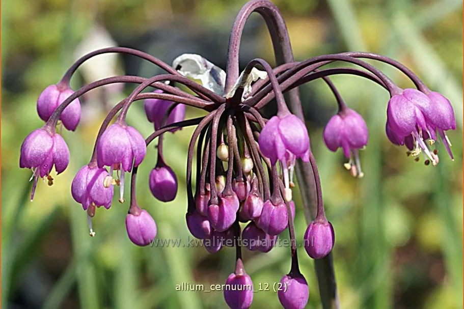 Allium cernuum