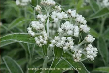 Anaphalis margaritacea var. yedoensis