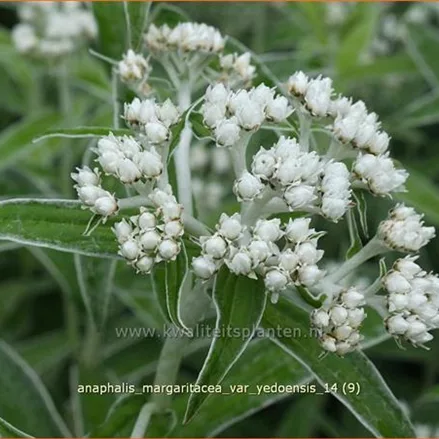 Anaphalis margaritacea var. yedoensis