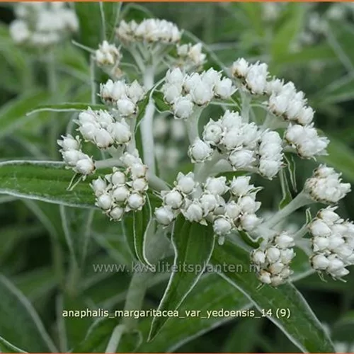 Anaphalis margaritacea var. yedoensis