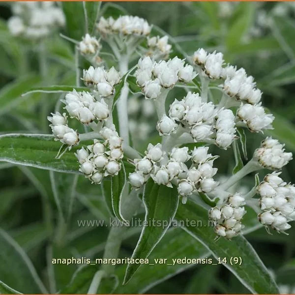 Anaphalis margaritacea var. yedoensis
