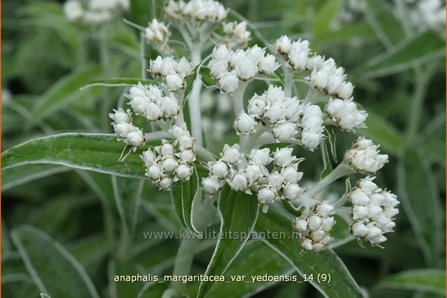 Anaphalis margaritacea var. yedoensis