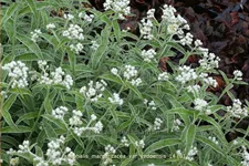 Anaphalis margaritacea var. yedoensis