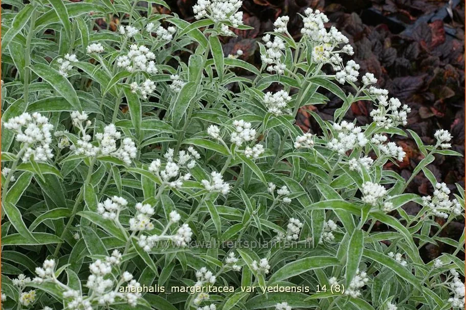 Anaphalis margaritacea var. yedoensis