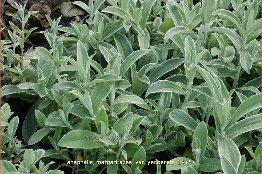 Anaphalis margaritacea var. yedoensis