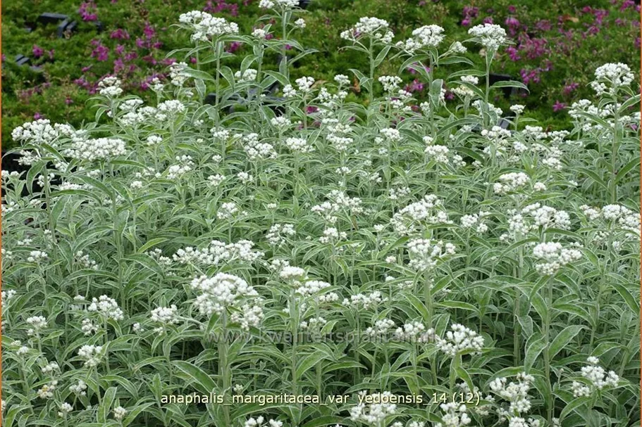 Anaphalis margaritacea var. yedoensis