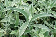 Anaphalis margaritacea var. yedoensis