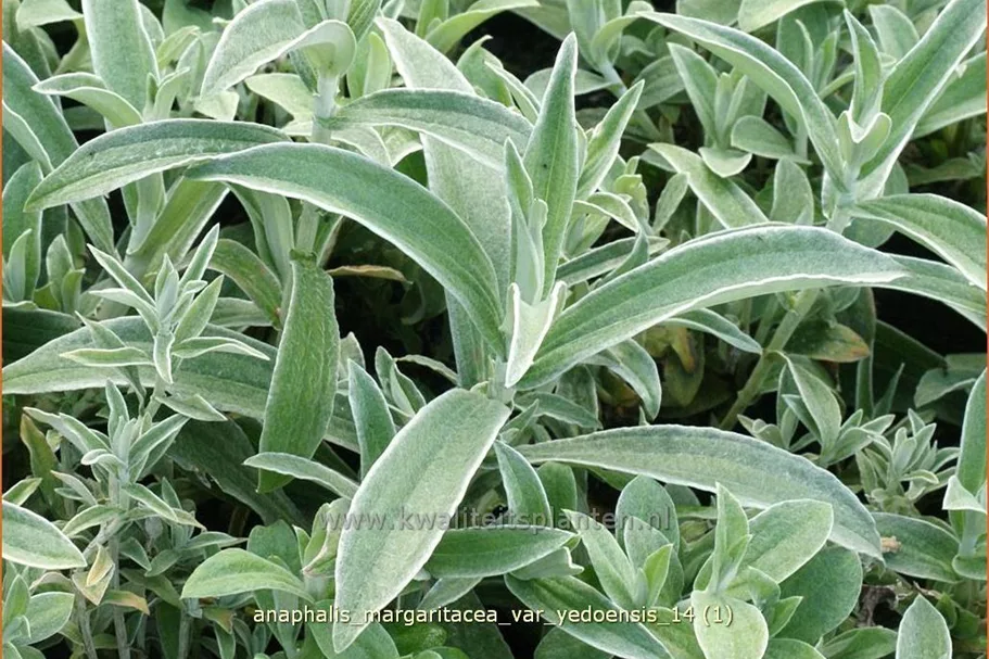 Anaphalis margaritacea var. yedoensis