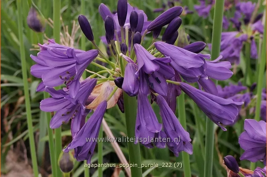 Agapanthus africanus 'Poppin Purple'