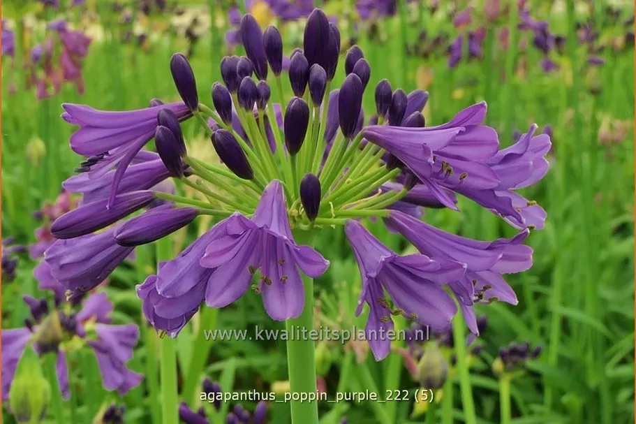 Agapanthus africanus 'Poppin Purple'