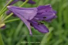 Agapanthus africanus 'Poppin Purple'