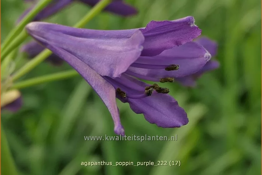 Agapanthus africanus 'Poppin Purple'