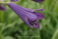 Agapanthus africanus 'Poppin Purple'