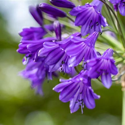 Agapanthus africanus 'Poppin Purple'