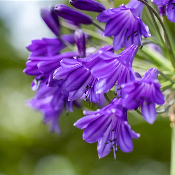 Agapanthus africanus 'Poppin Purple'