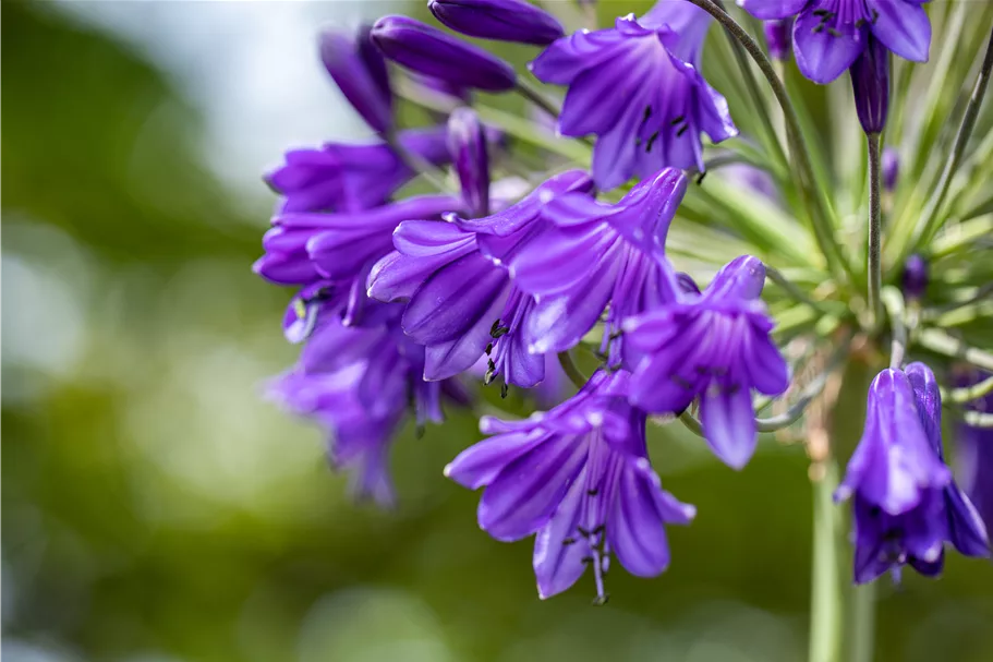 Agapanthus africanus 'Poppin Purple'